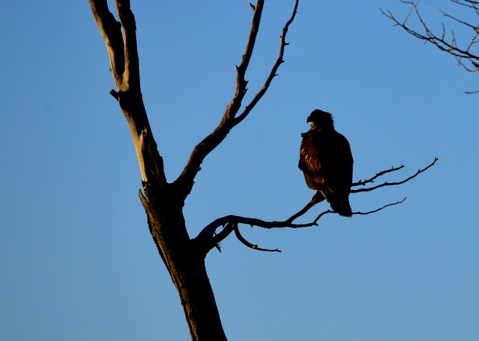 Bald eagle at Seedskadee National Wildlife Refuge
