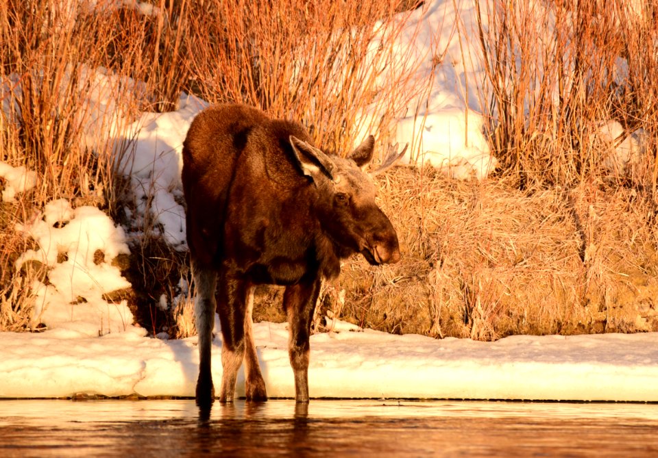 Moose at Seedskadee National Wildlife Refuge