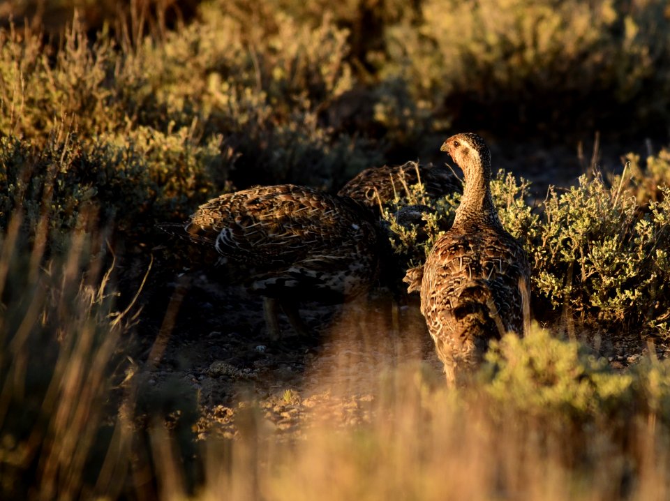 Greater sage-grouse at Seedskadee National Wildlife Refuge