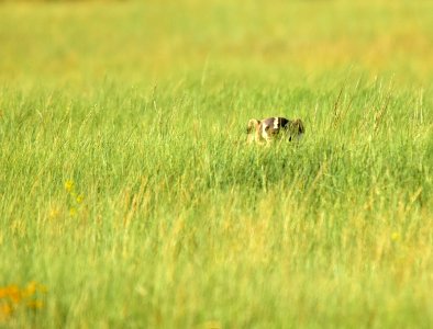 American badger at Arapaho National Wildlife Refuge