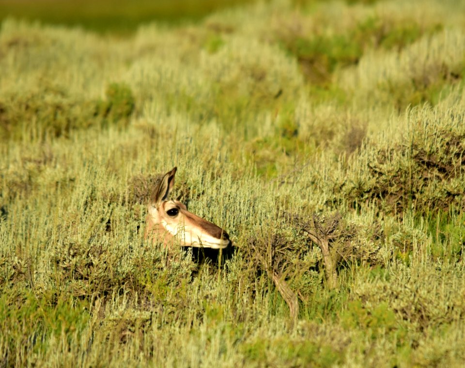 Pronghorn at Arapaho National Wildlife Refuge