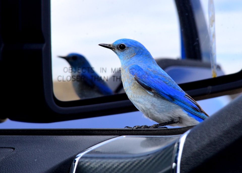 Mountain bluebird at Seedskadee National Wildlife Refuge