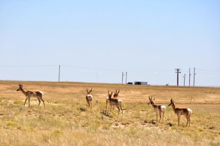 Pronghorn herd