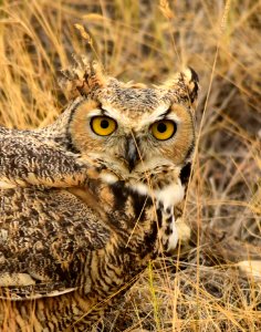 Great horned owl at Seedskadee National Wildlife Refuge photo