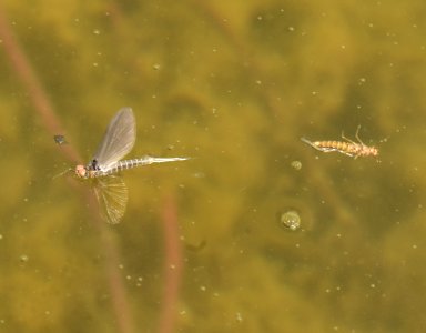 Adult Mayfly at Seedskadee National Wildlife Refuge