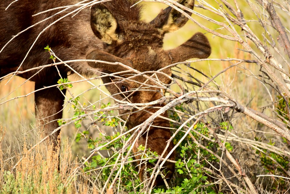 Moose at Seedskadee National Wildlife Refuge
