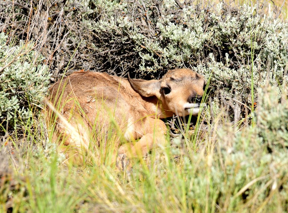 Pronghorn at Seedskadee National Wildlife Refuge