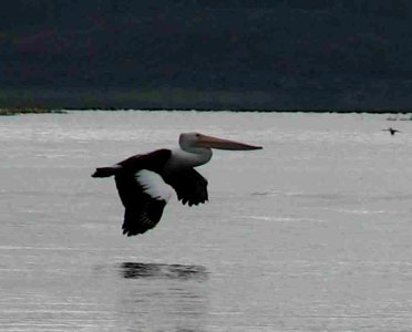 Pelican flying at Lake Awoonga photo