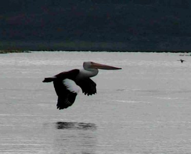 Pelican flying at Lake Awoonga