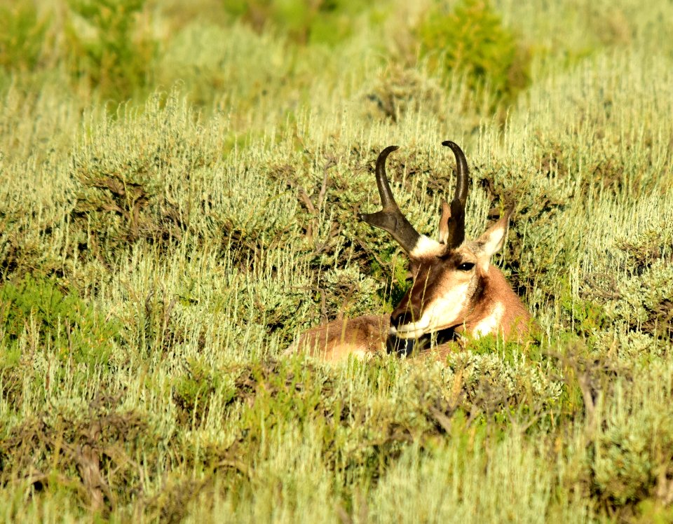 Pronghorn at Arapaho National Wildlife Refuge