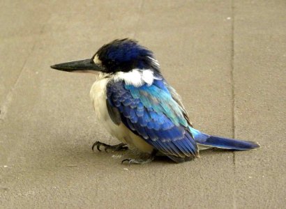 Forest Kingfisher (todiramphus macleayii)