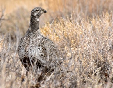 Greater sage-grouse at Seedskadee National Wildlife Refuge photo