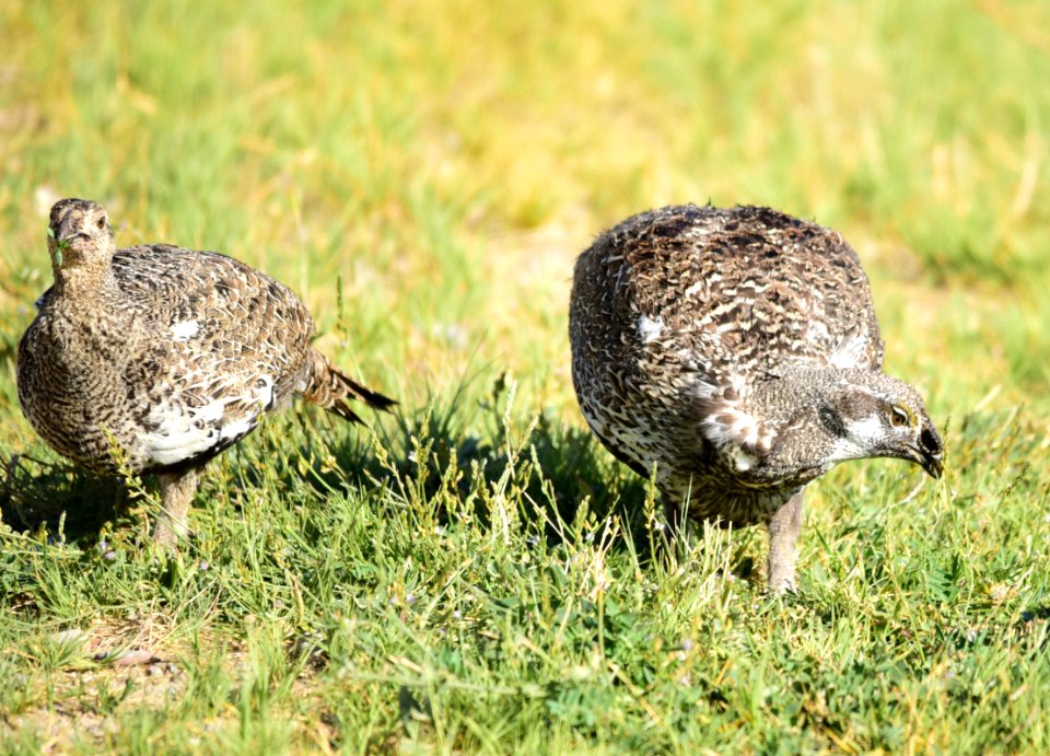 Greater sage-grouse at Seedskadee National Wildlife Refuge photo