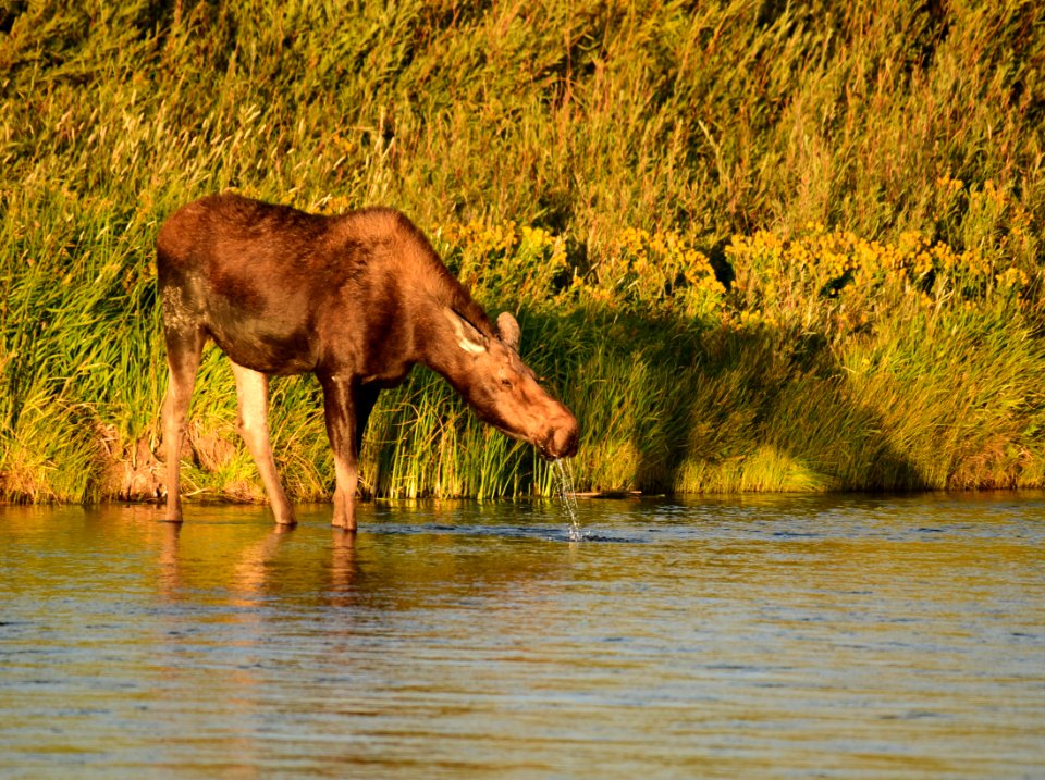 Moose at Seedskadee National Wildlife Refuge