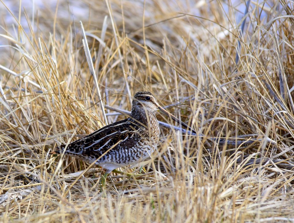 Wilson's snipe at Seedskadee National Wildlife Refuge