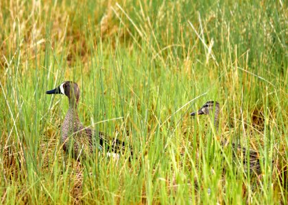Blue-winged teal at Seedskadee National Wildlife Refuge