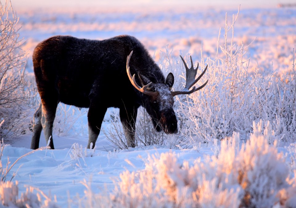 Moose at Seedskadee National Wildlife Refuge