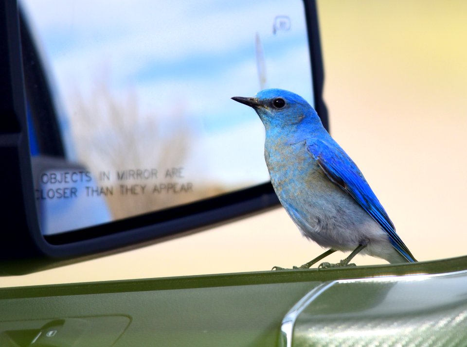 Mountain bluebird at Seedskadee National Wildlife Refuge