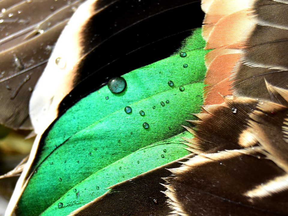 Green-winged teal drake wing speculum