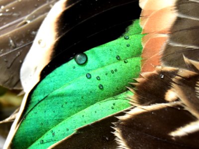 Green-winged teal drake wing speculum photo