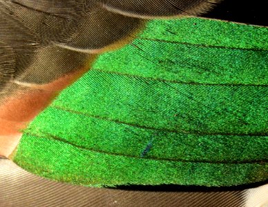 Green-winged teal drake wing speculum