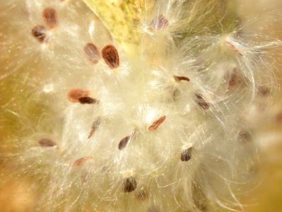 Showy milkweed (Aesclepias speciosa) at Seedskadee National Wildlife Refuge photo