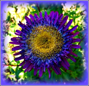 Flor 50