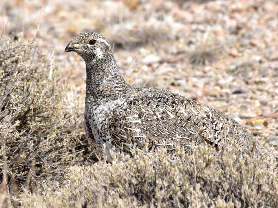 Greater sage-grouse at Seedskadee National Wildlife Refuge