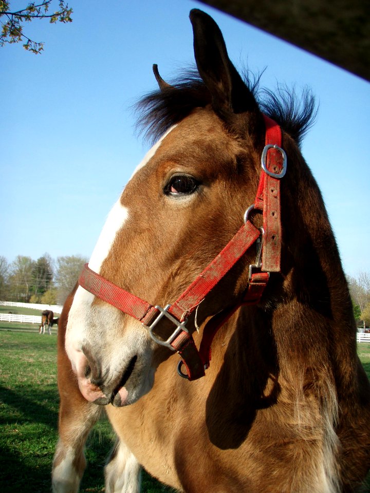 Clydesdale colt close up