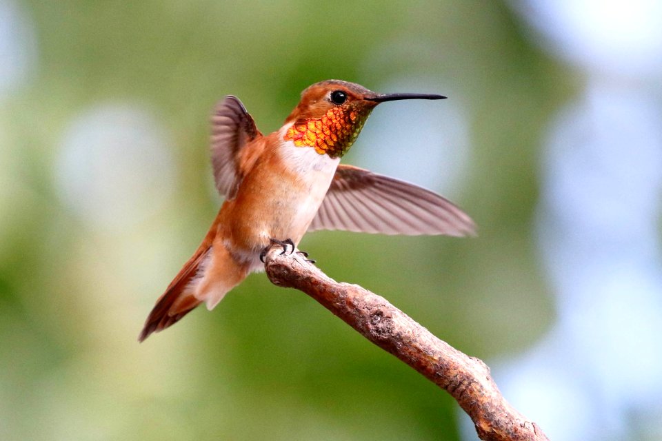 Rufous hummingbird