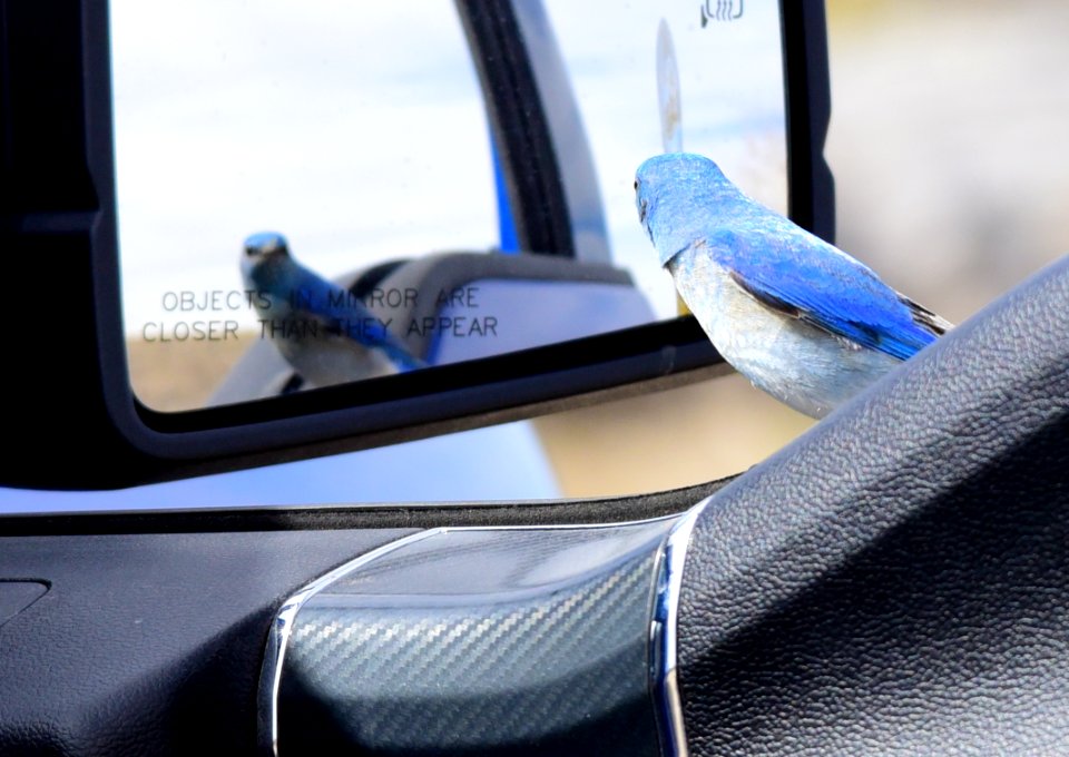 Mountain bluebird at Seedskadee National Wildlife Refuge