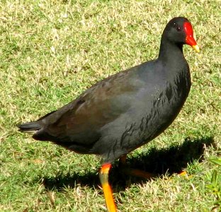 Dusky Moorhen (Gallinula tenebrosa) photo