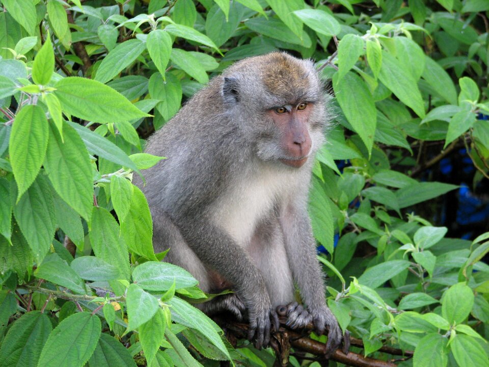 Wildlife exotic jungle