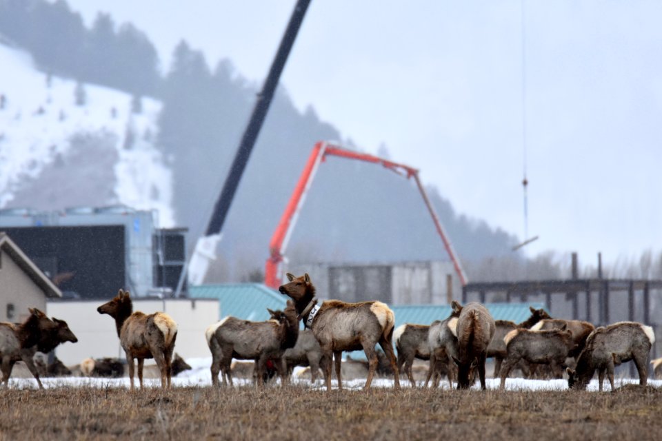 National Elk Refuge