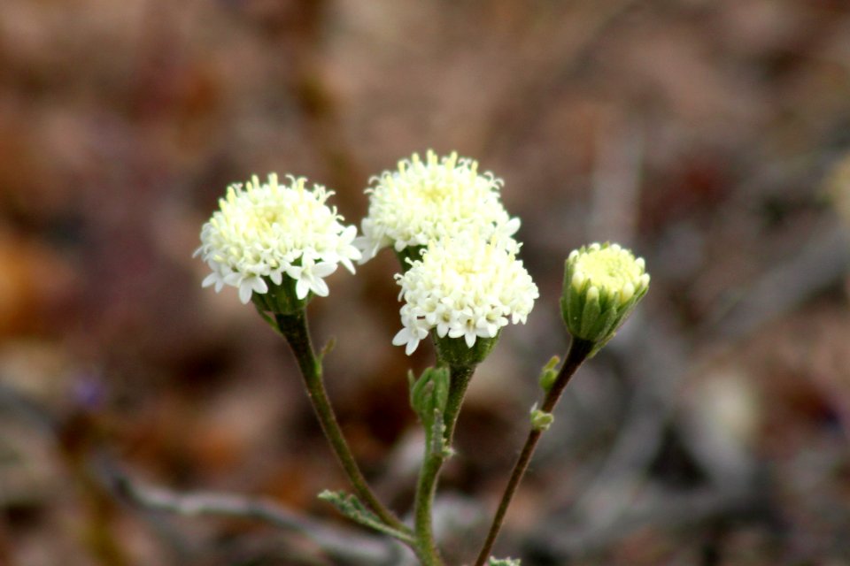 Esteve's dusty maidens (Chaenactis stevioides)