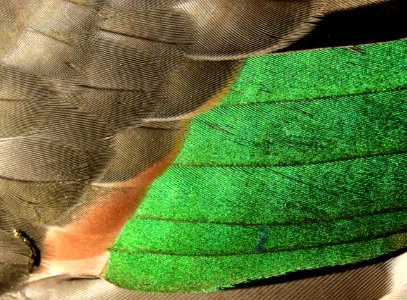 Green-winged teal drake wing speculum photo