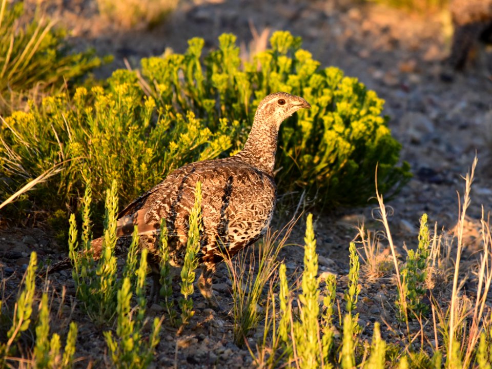 Greater sage-grouse at Seedskadee National Wildlife Refuge