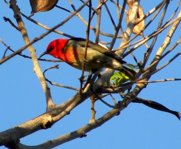 Scarlet Honeyeater ( Myzomela sanguinolenta)