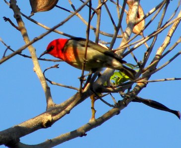 Scarlet Honeyeater ( Myzomela sanguinolenta) photo