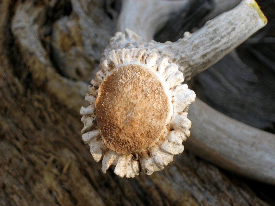 Fauna mimics flora