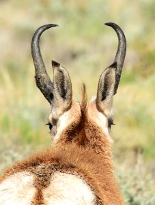 Pronghorn at Seedskadee National Wildlife Refuge photo