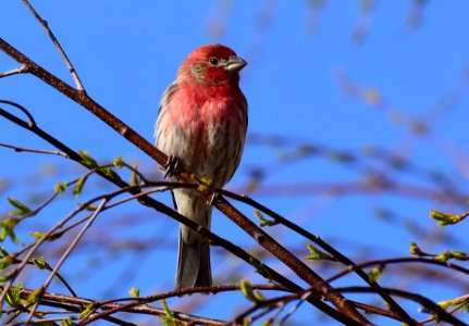 House finch