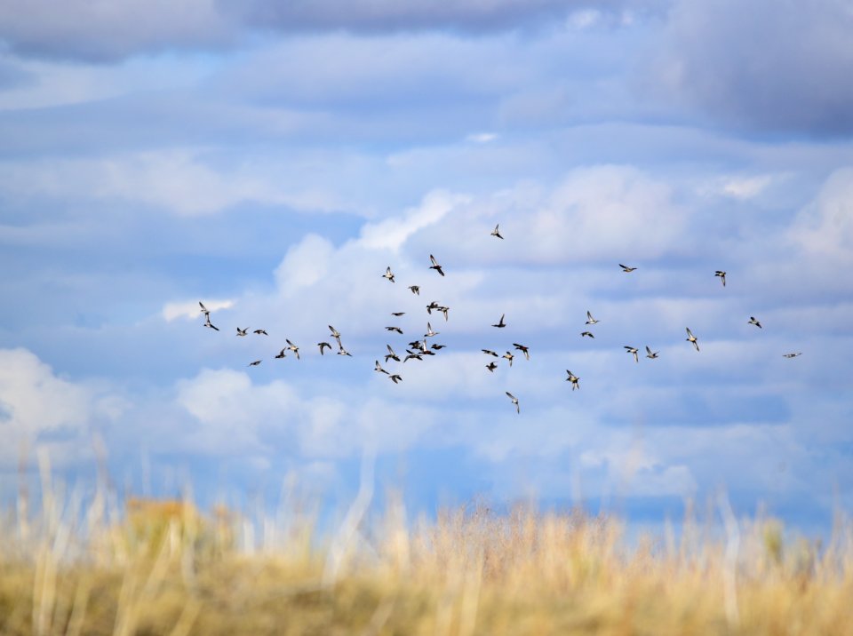 Green-winged teal on Seedskadee National Wildlife Refuge