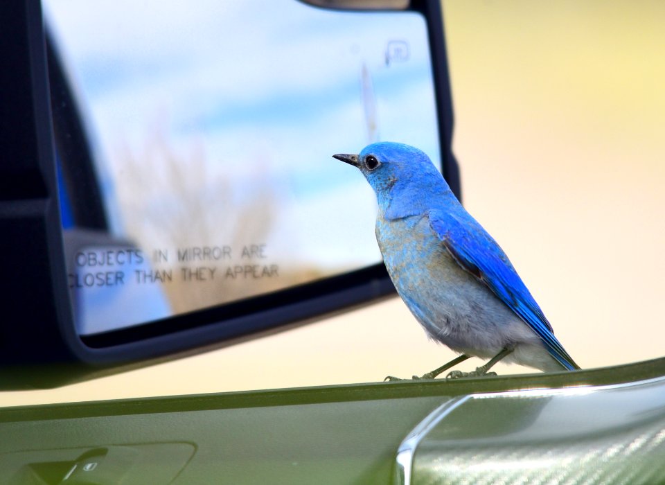 Mountain bluebird at Seedskadee National Wildlife Refuge
