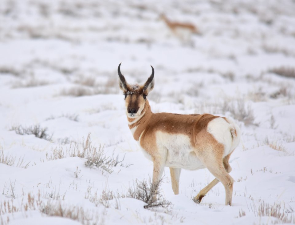 Pronghorn at Seedskadee National Wildlife Refuge