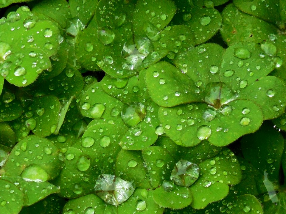 Clover color green