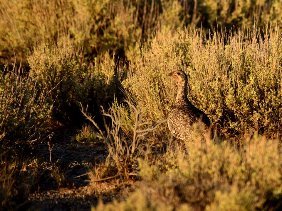 Greater sage-grouse at Seedskadee National Wildlife Refuge