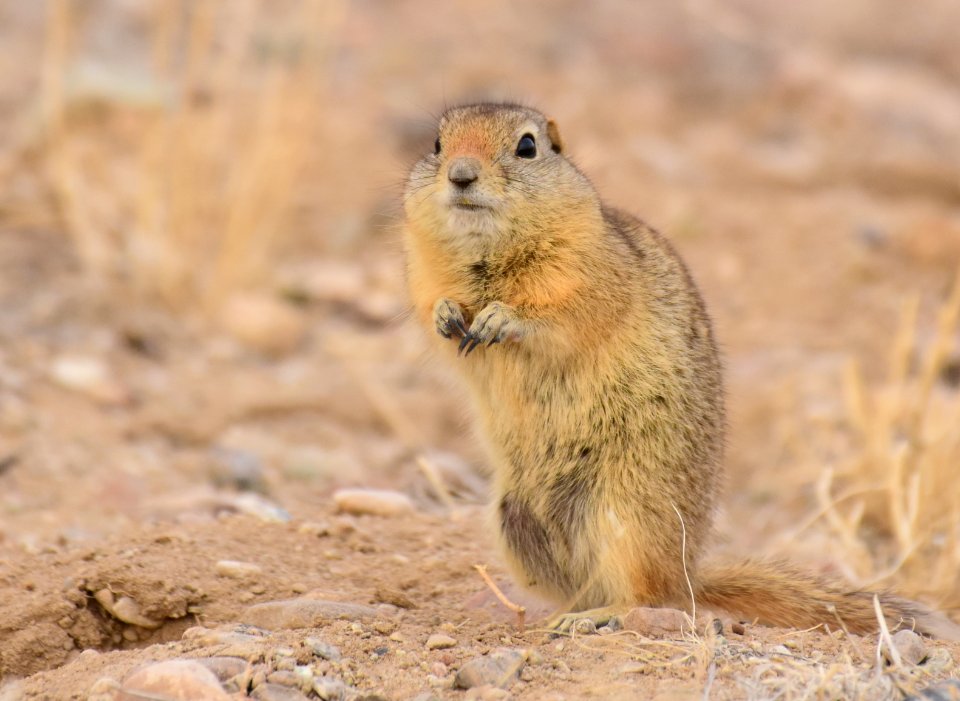 Wyoming ground squirrel at Seedskadee National Wildlife Refuge