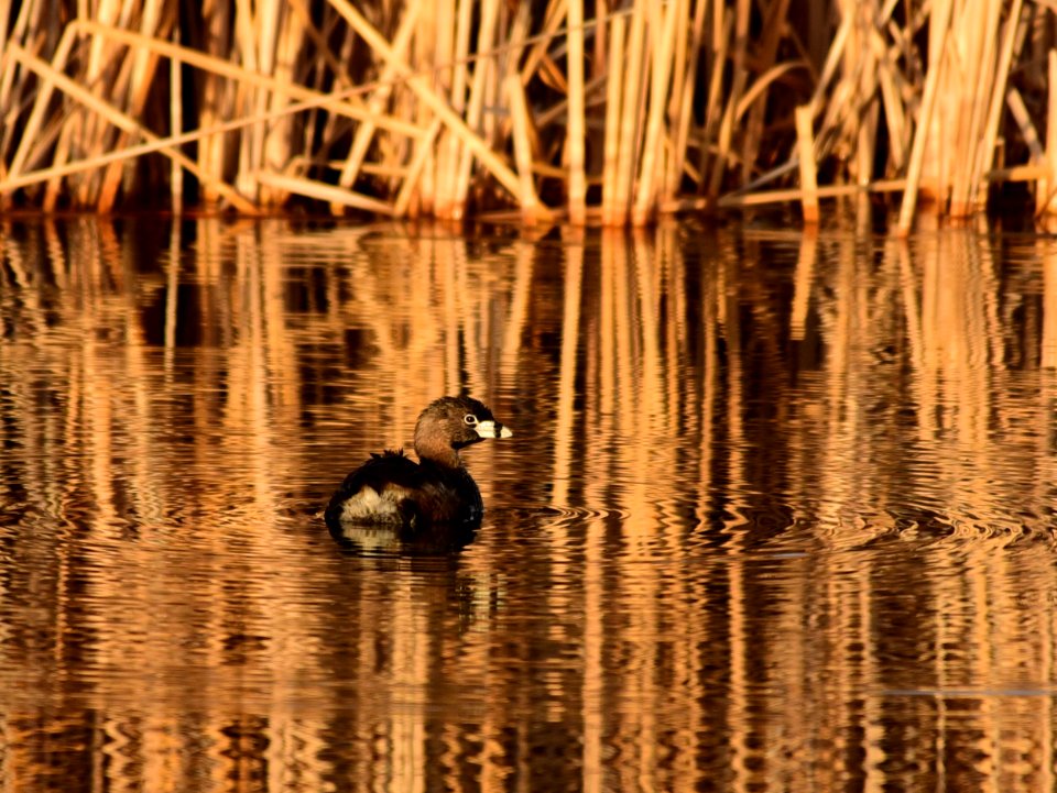 Pied-billed grebe on Seedskadee National Wildlife Refuge