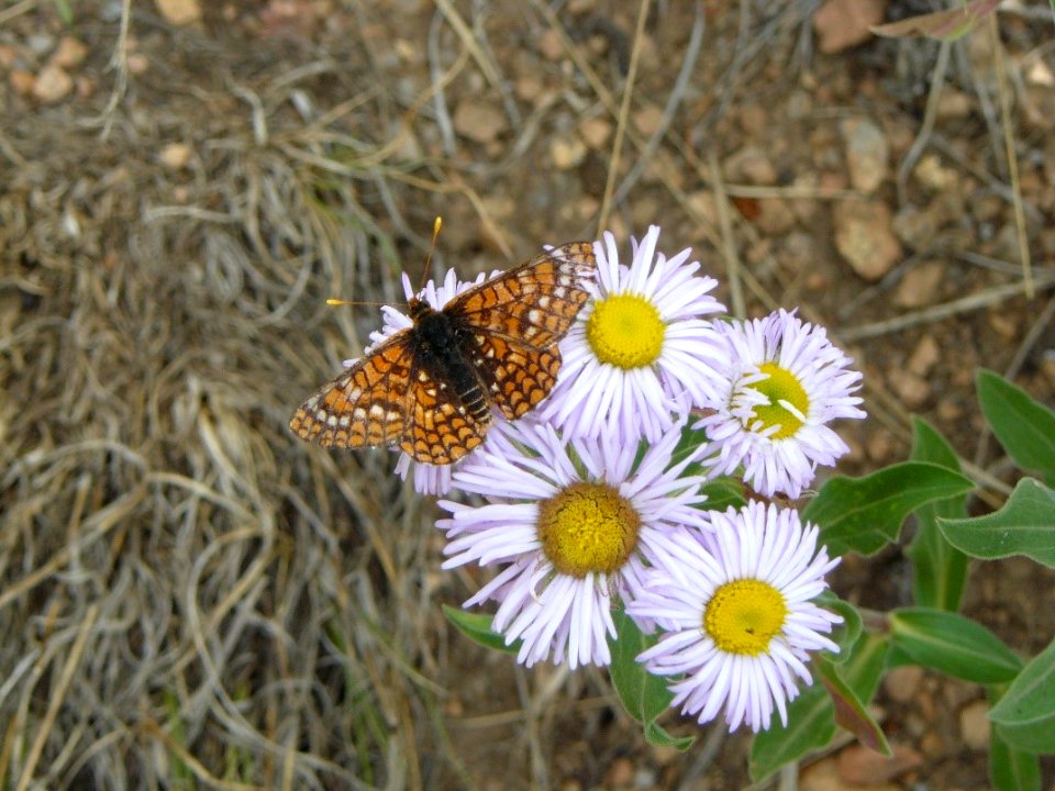 Variable Checkerspot Butterfly